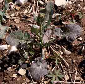 Plante rougeâtre carencée en phosphore