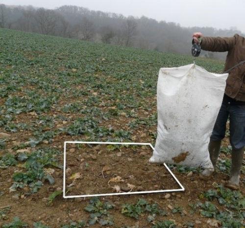 pesée de biomasse sur colza