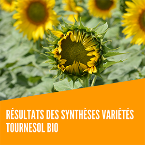 synthèse variétés tournesol bio