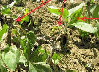 apex nécrosé, tournesol tolérant