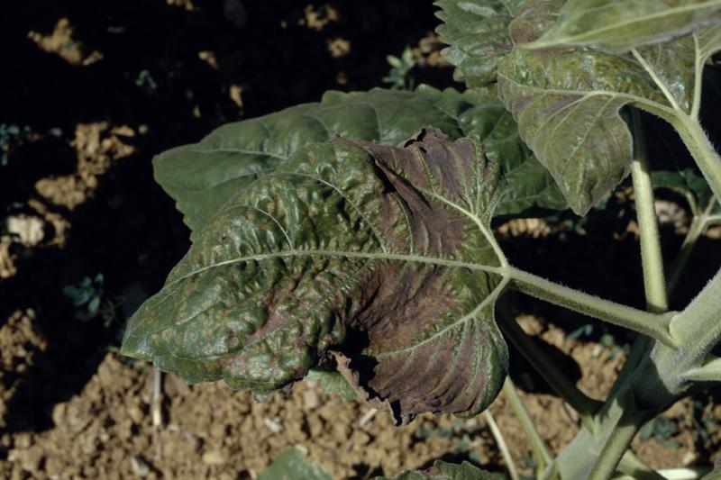 Carence en bore sur feuilles de tournesol