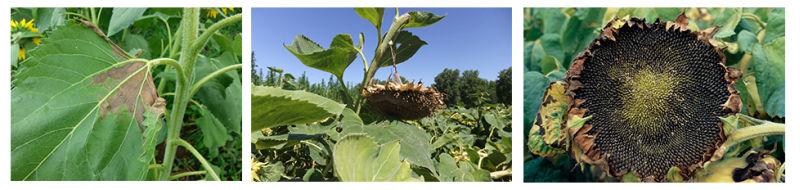 carence bore tournesol