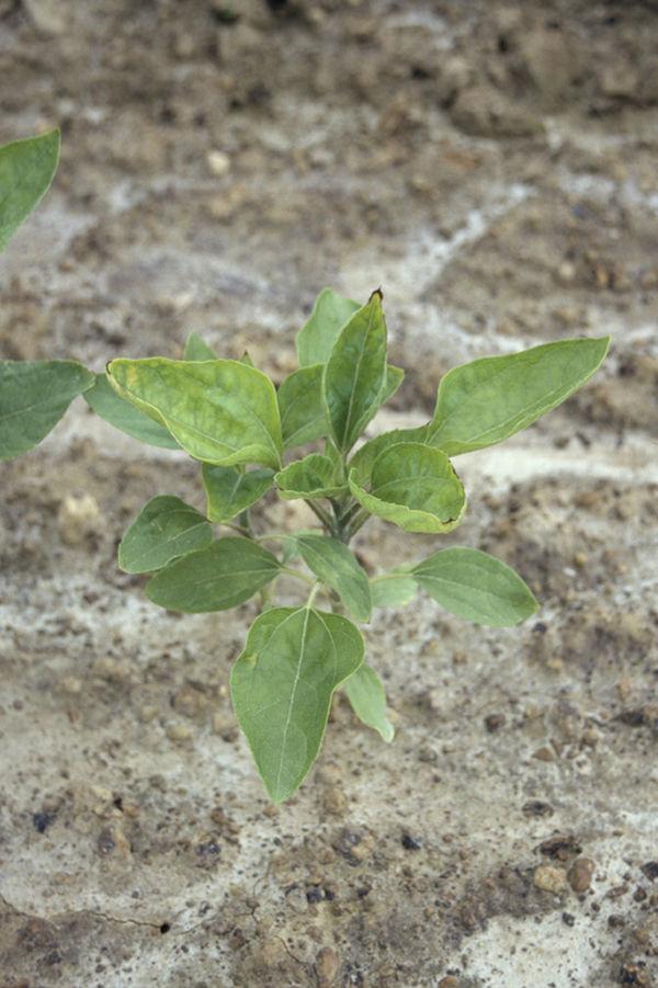 carence en molybdène sur tournesol