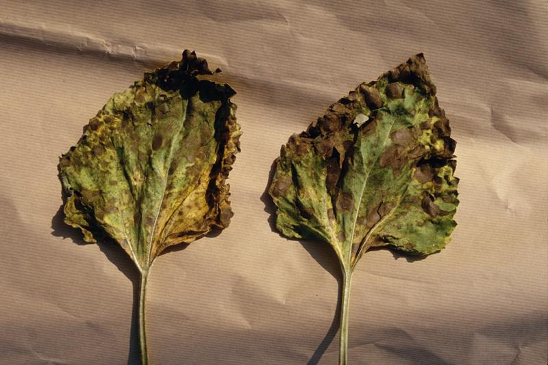 carence en potasse sur tournesol