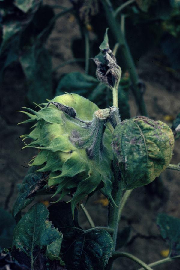 carence en bore - cisaillement tige de tournesol 