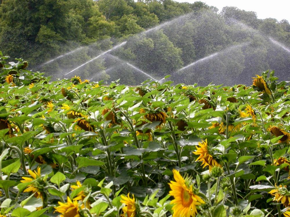 Irrigation du tournesol