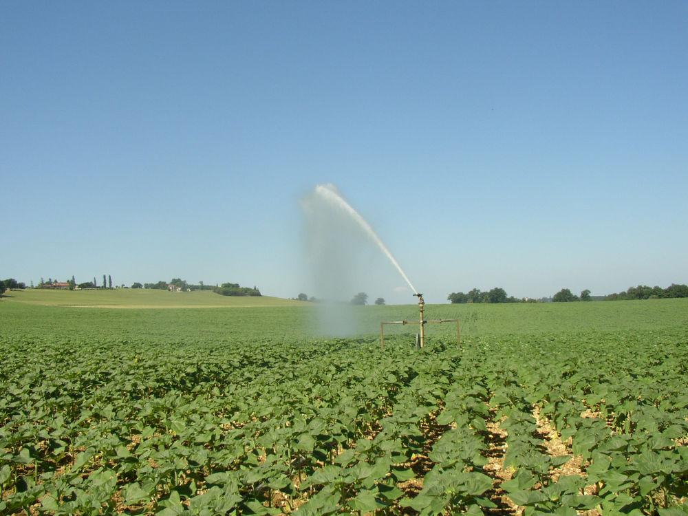 irrigation du tournesol