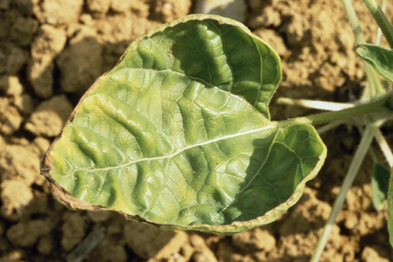 carence en molybdène sur tournesol