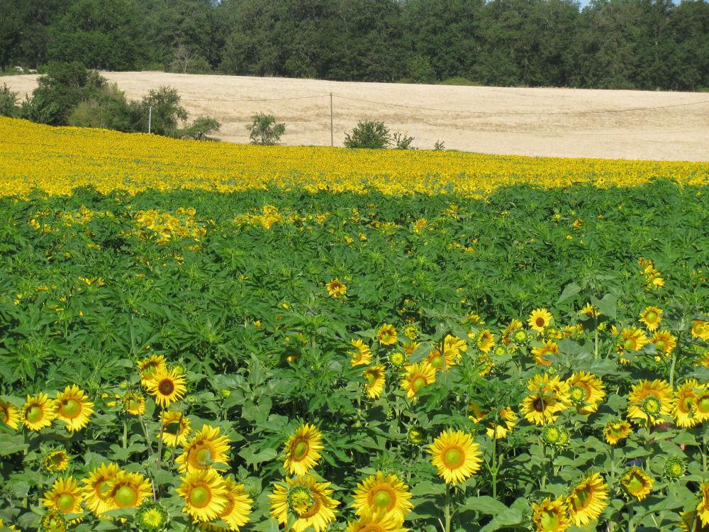 ambroisie trifide dans champ de tournesol