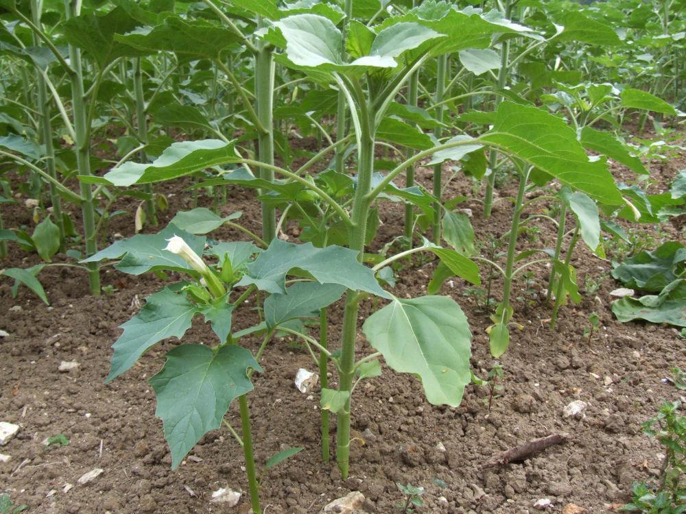 Datura stramoine