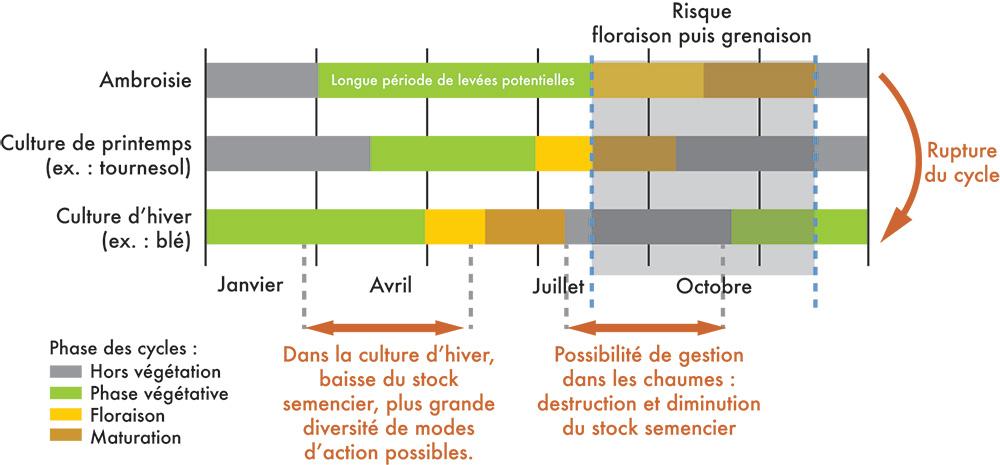 Introduction de cultures d’hiver dans la rotation