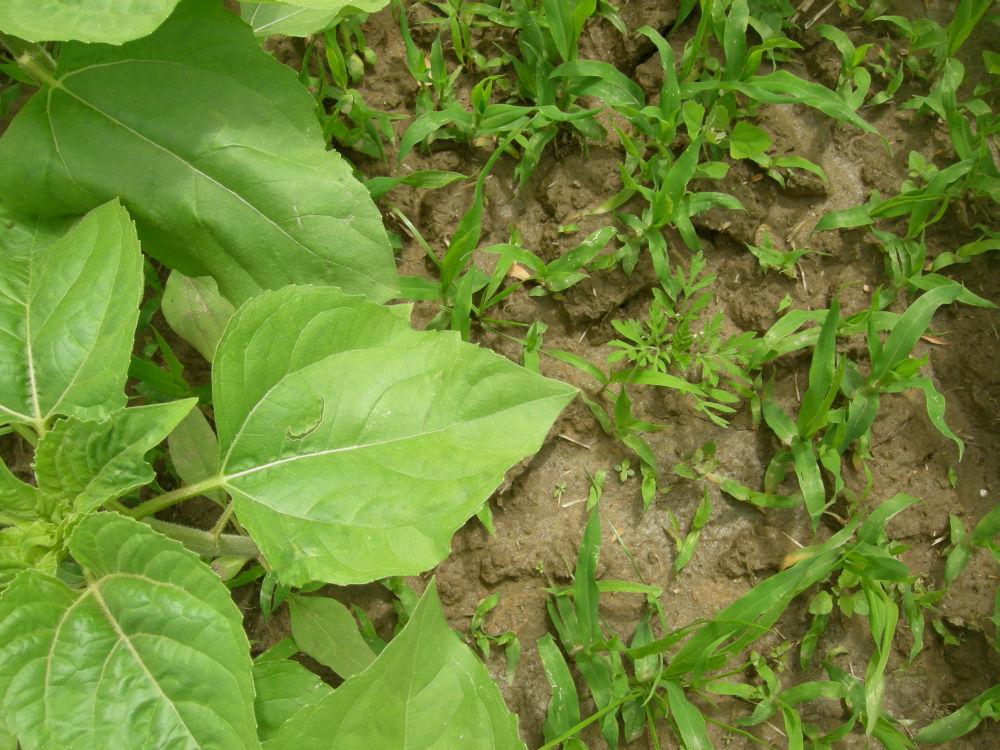 ambroisie dans tournesol