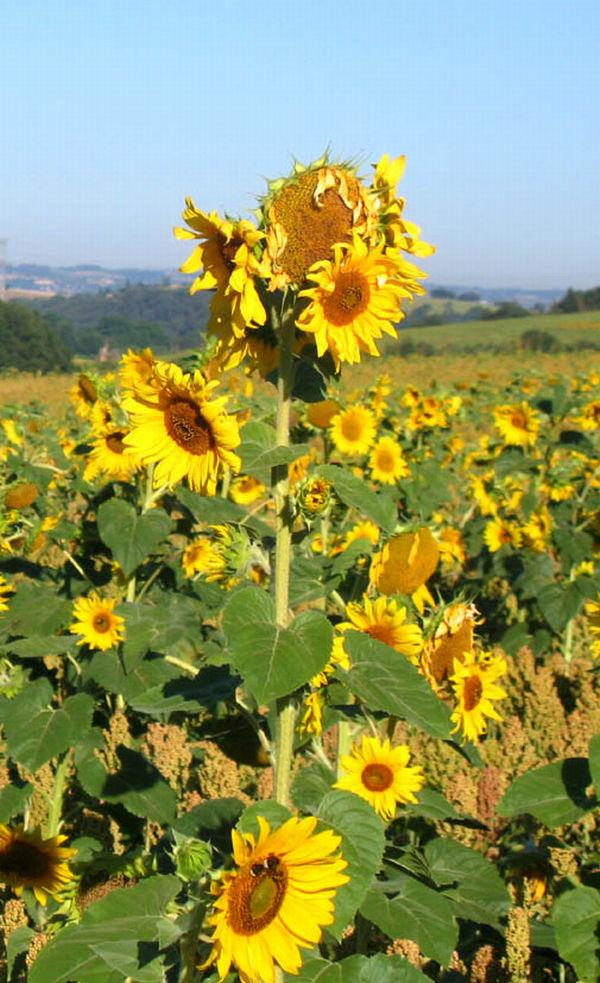 tournesol sauvage