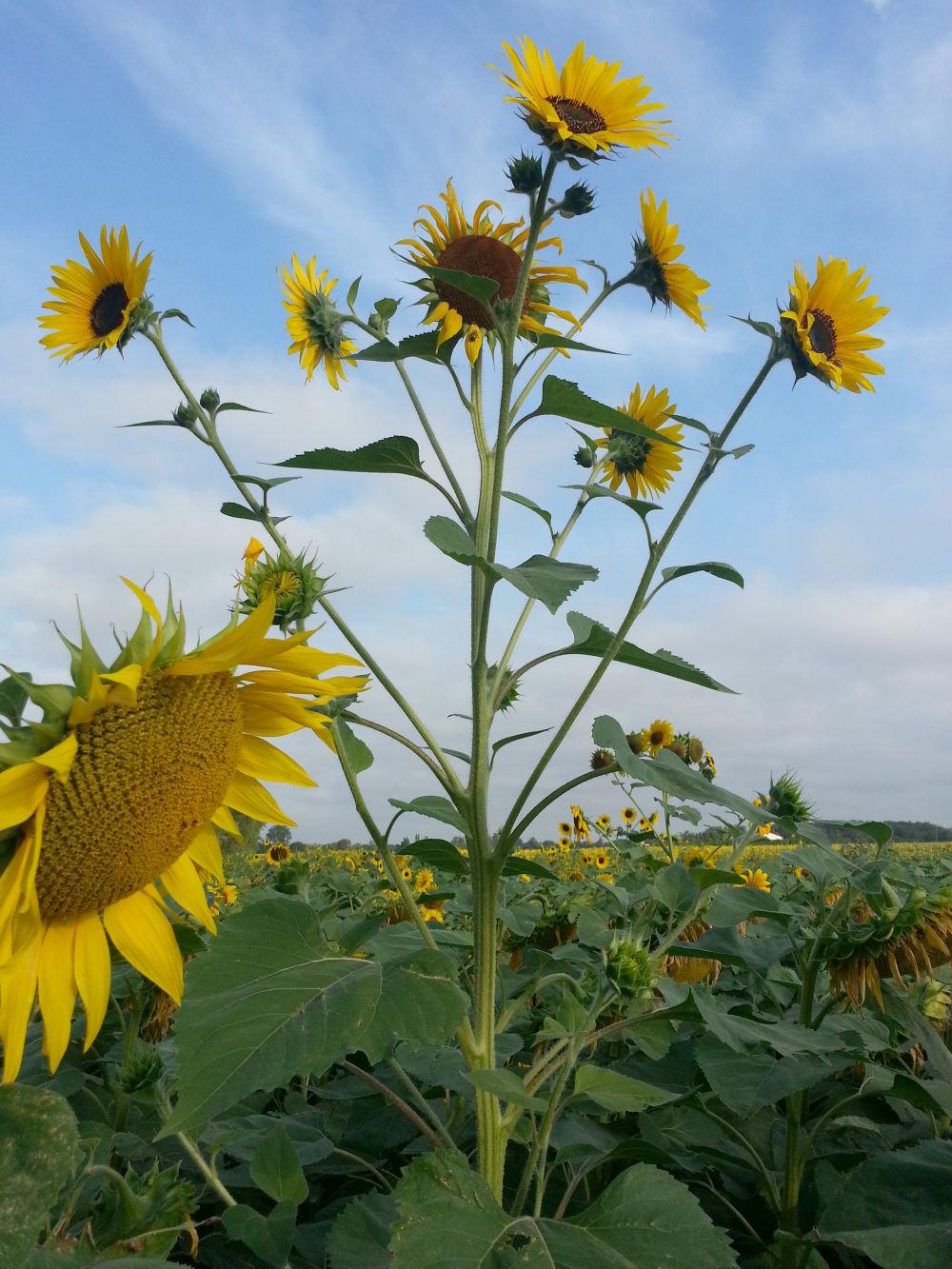 Les tournesols ont le vent en poupe