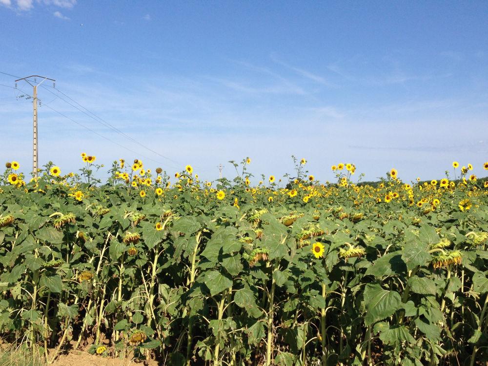 champ tournesols sauvages