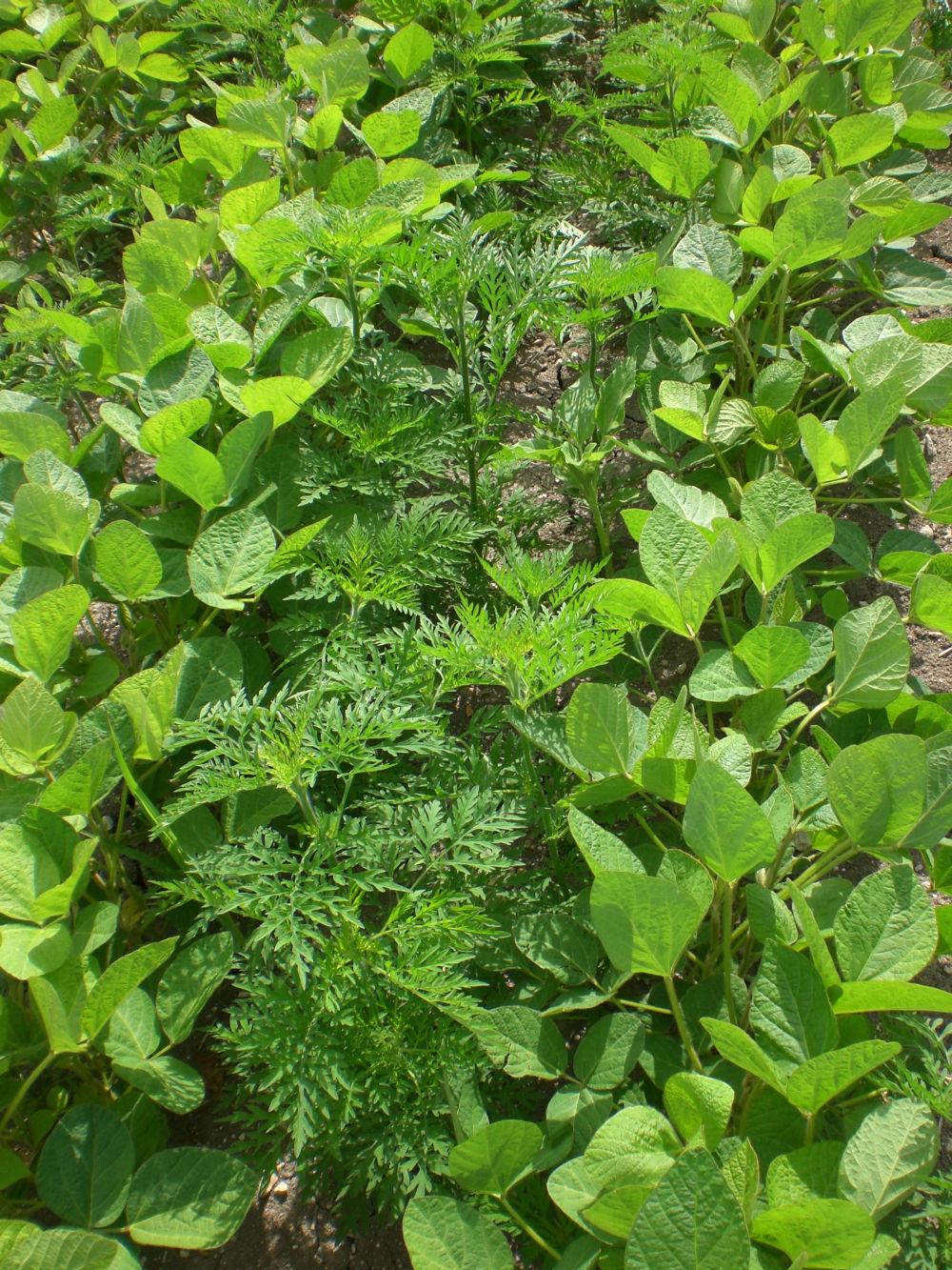 ambroisie à feuilles d'armoise dans du soja