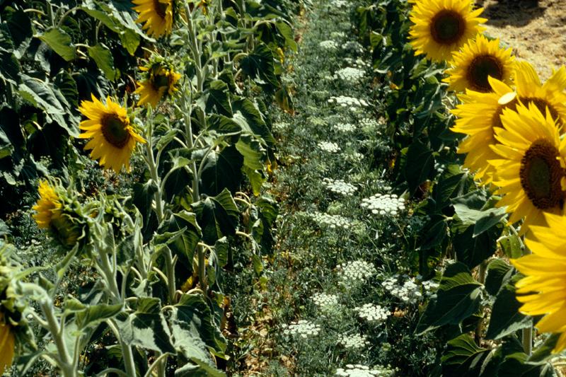 ammi majus dans le tournesol