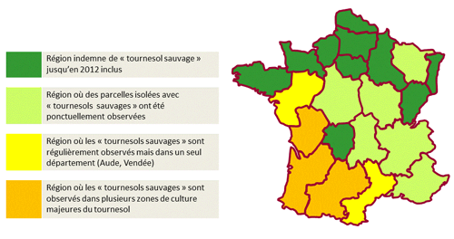 carte nuisibilité tournesol sauvage