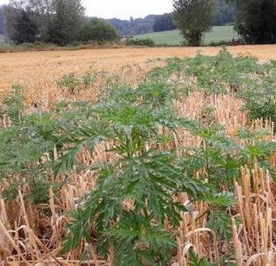 ambroisie dans champ blé