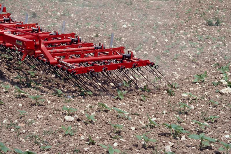 herse étrille tournesol