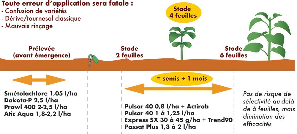 Schéma application herbicides sur tournesol