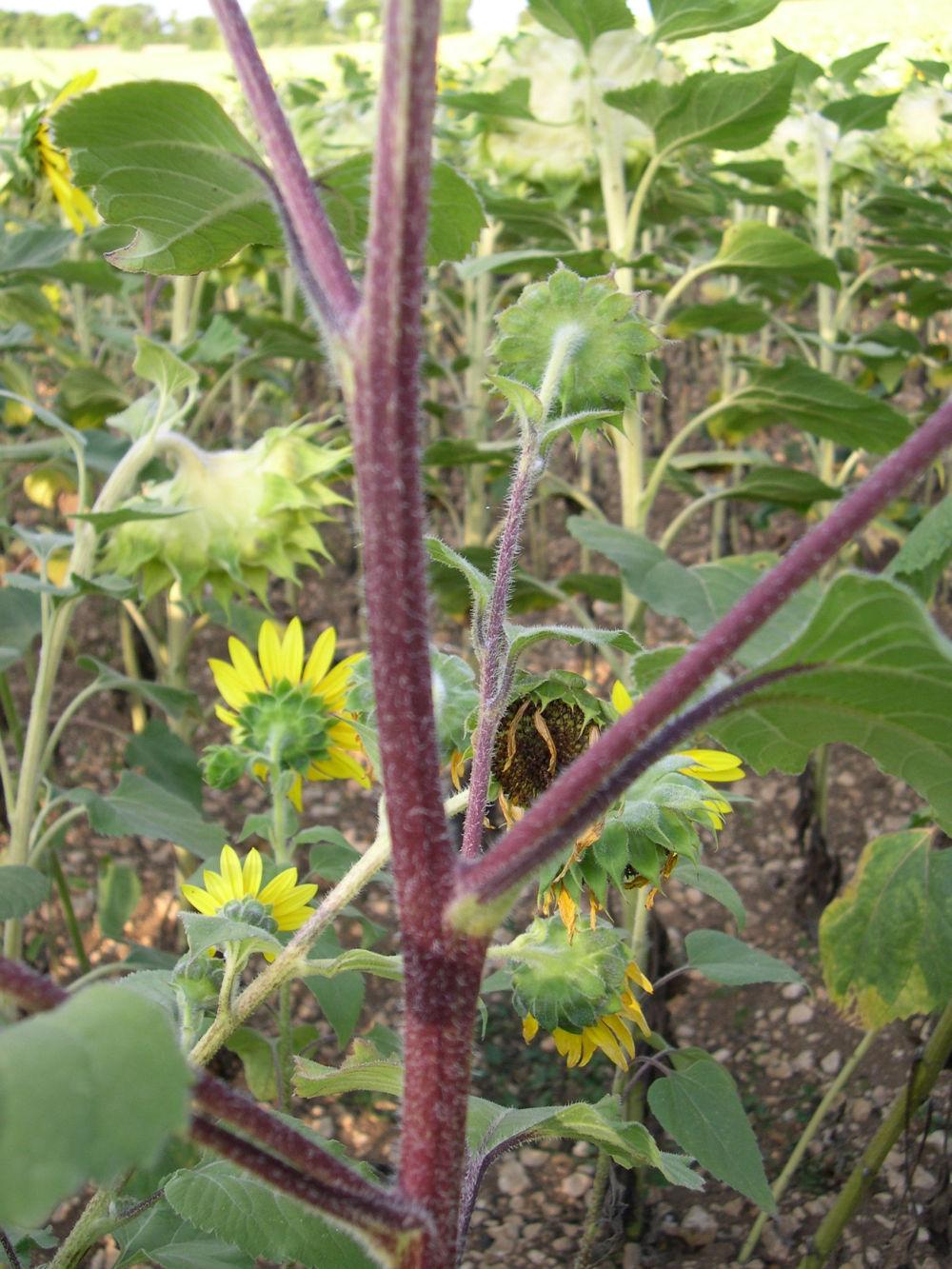 tournesol sauvage coloration violacée du capitule et de la tige 