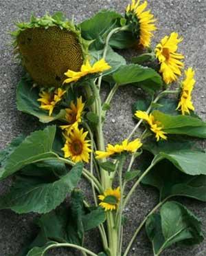 Tournesols ployflores