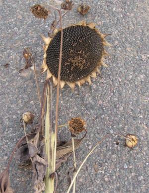 Tournesols ployflores