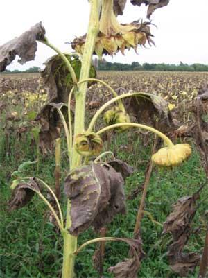 Tournesols ployflores