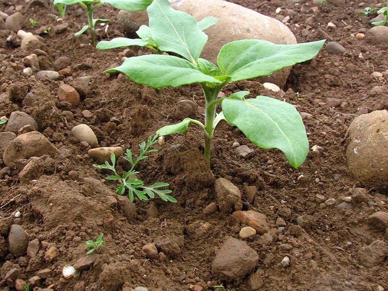 plantule d'ambroisie dans un tournesol