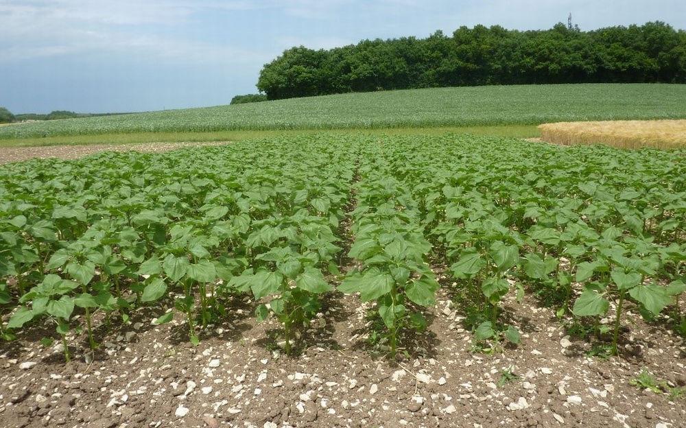 Diversification d'assolements : Semer un persil porte-graine avec le  tournesol