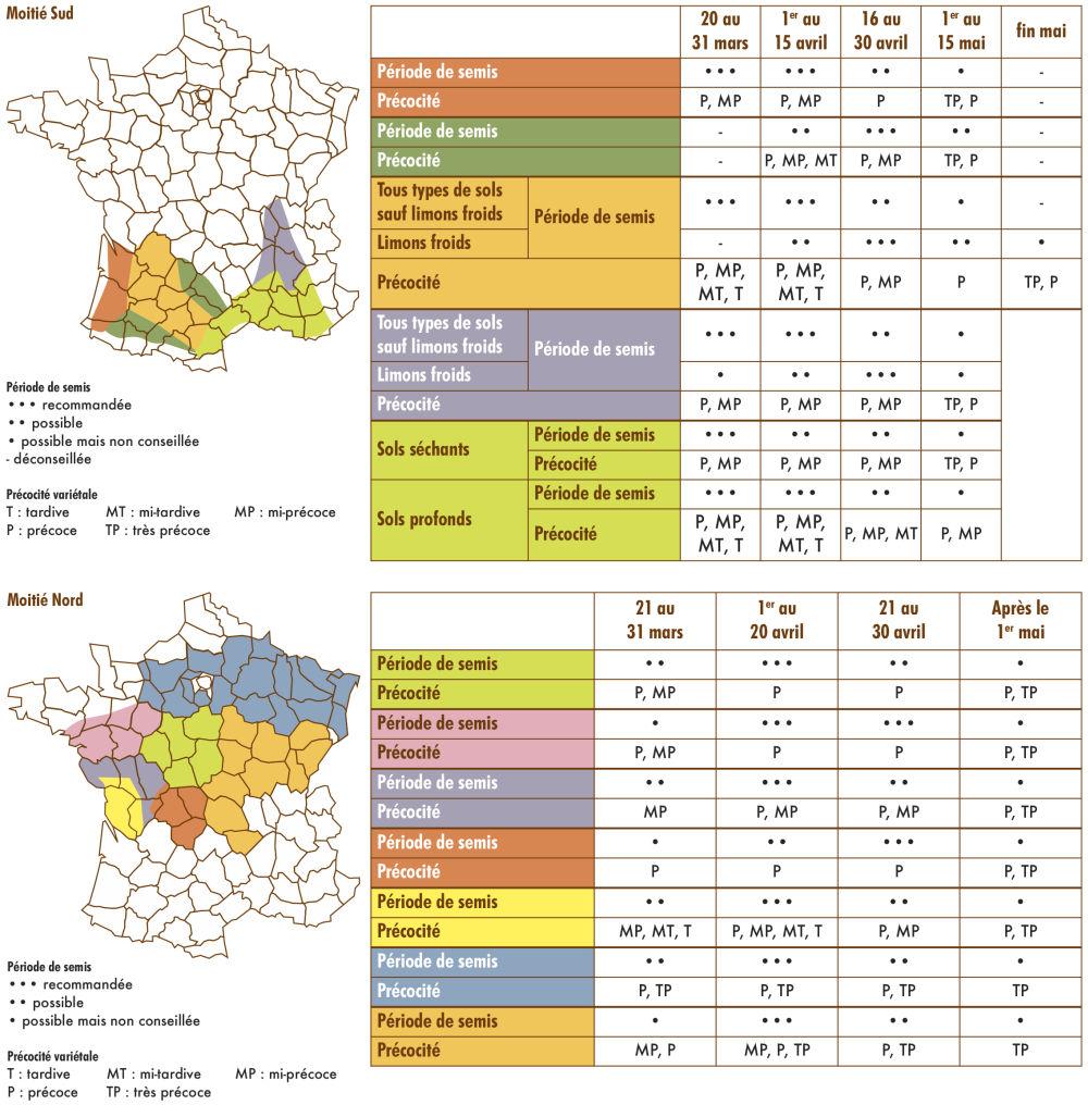 périodes de semis pour le tournesol