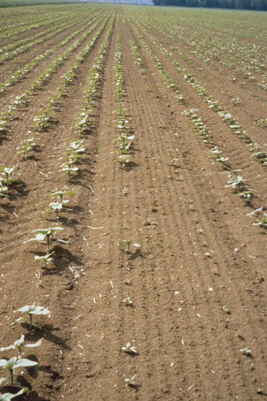 Diversification d'assolements : Semer un persil porte-graine avec le  tournesol