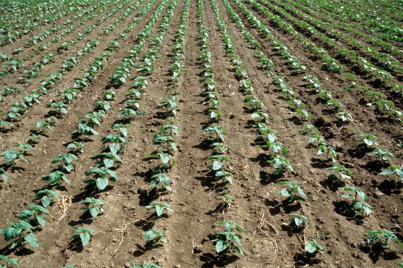 levée régulière du tournesol