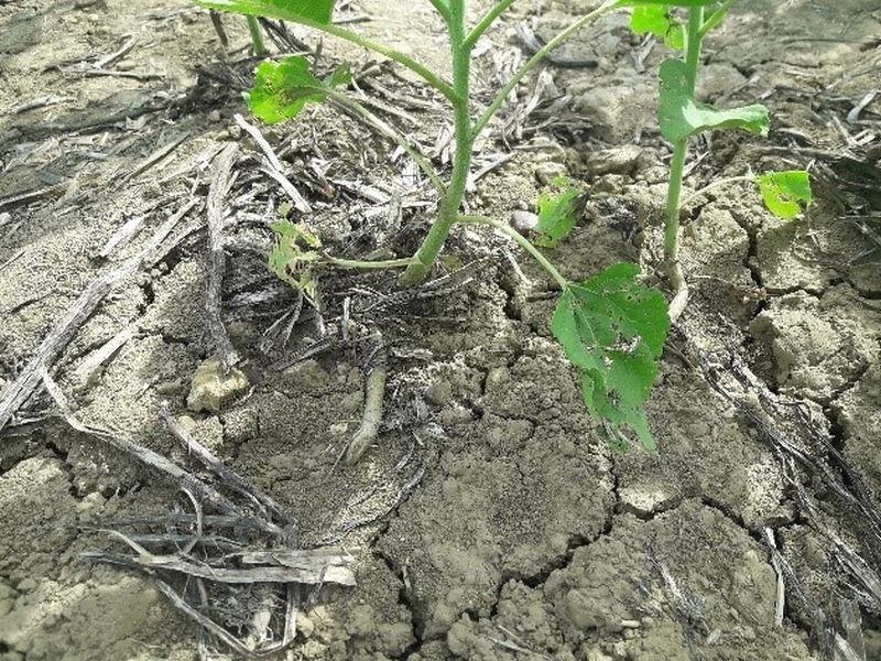 couvert « mulché » tournesol