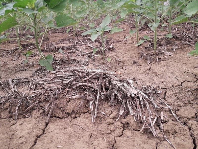 couvert « mulché » tournesol