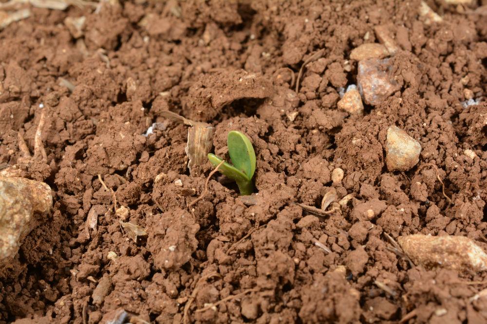 levée tournesol