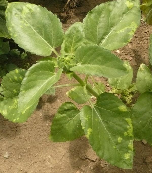 rouille blanche tournesol