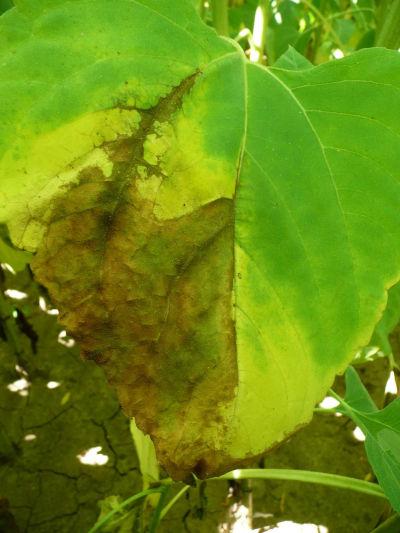 feuille de tournesol touchée par phomopsis