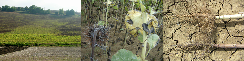 zone de pieds secs sur tournesol