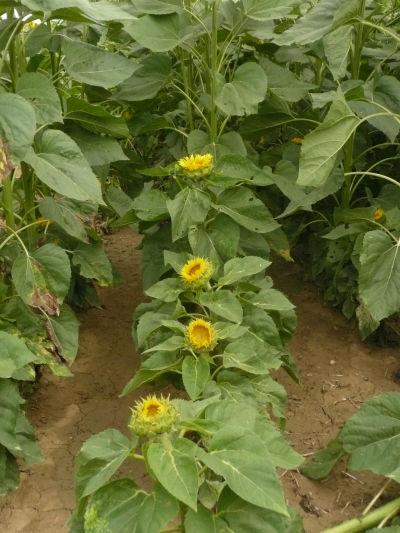 présence de mildiou sur tournesol