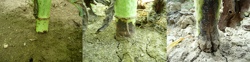 phoma sur pieds de tournesol