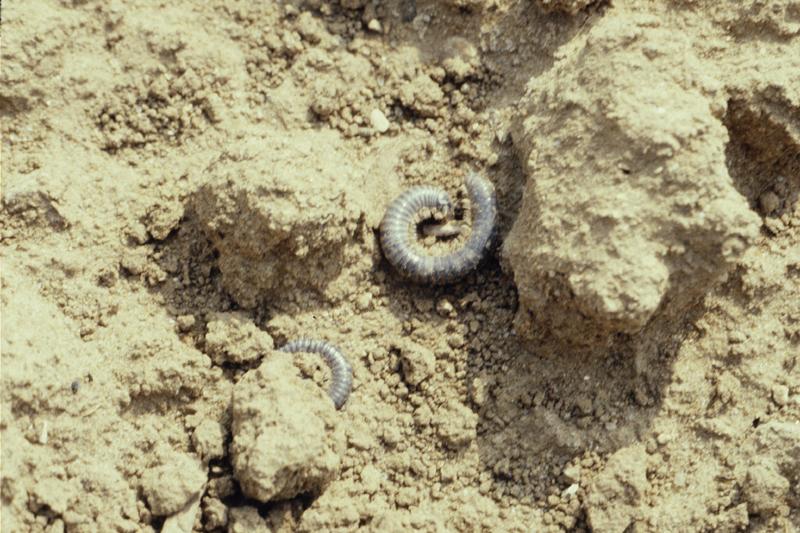 myriapodes sur tournesol