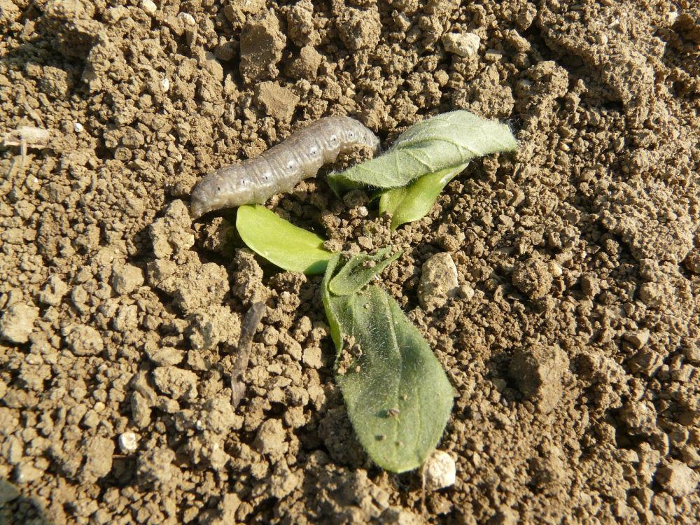 noctuelle terricole sur tournesol