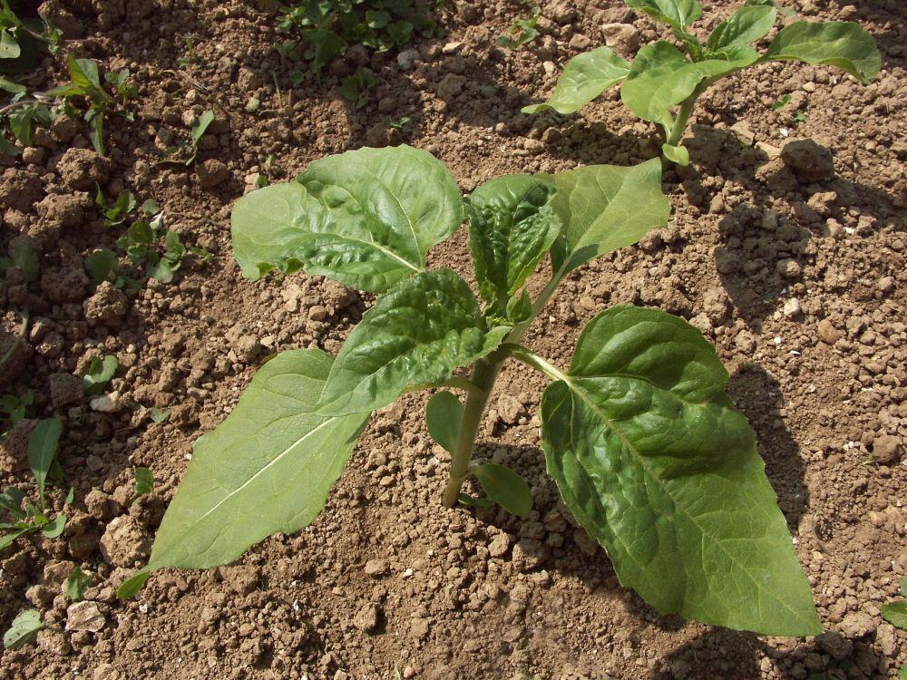 faible crispation pucerons verts tournesol