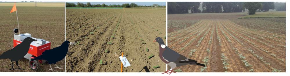 Dégâts d’oiseaux au tournesol au semis et à la levée : bilan des travaux 2016-2019 et guide pour le développement agricole