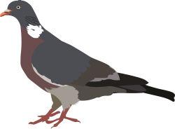 pigeon ramier