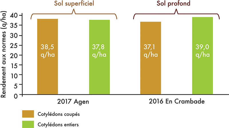 Nuisibilité des dégâts d'oiseaux sur cotylédons tournesol