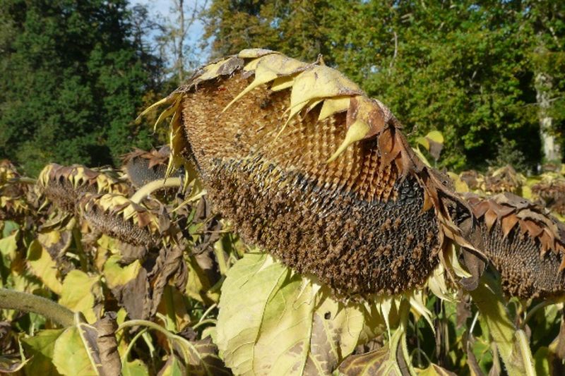 degat pigeon tournesol