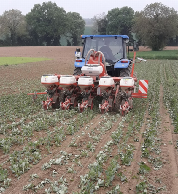 semis tournesol dans féverole